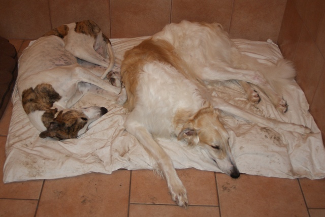 Go Go Bolshoi Jesse James - borzoi, magyar agár | We huddled together with Álom.