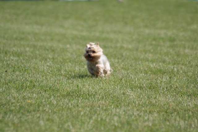 Elli from The Golden Morning - yorkshire terrier | Where's the bunny? I catch!
