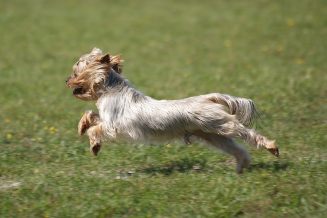 Bright Eyed Hiro Fred - yorkshire terrier | Scamper.