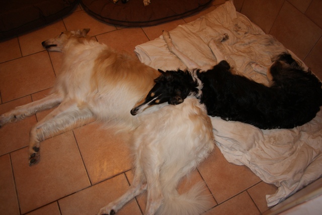 Go Go Bolshoi Jesse James - borzoi | Shiny uses me as a pillow.