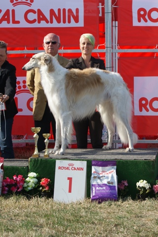 Go Go Bolshoi Jesse James - borzoi | The most beautiful sighthound.