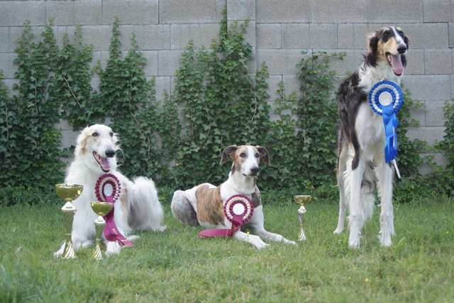 Go Go Bolshoi Jesse James - borzoi, magyar agár | The perfect day.