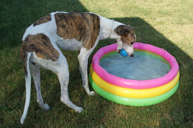 Pannon-Oriental Álom - magyar agar | I will not go into the pool, but the ball is mine.