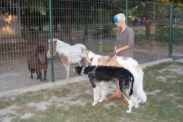 Go Go Bolshoi Jesse James - borzoi | Dating...