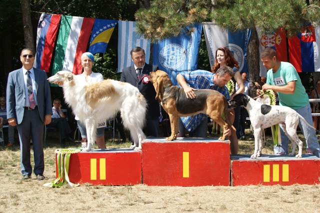 Go Go Bolshoi Jesse James - borzoi | The best hunting dog, 2nd place.