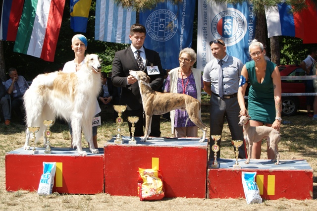 Go Go Bolshoi Jesse James - borzoi | The most beautiful sighthound, 2nd place.