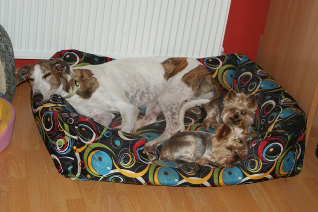 Pannon-Oriental Álom - magyar agar, yorkshire terrier | Mami's office, with Elli and Gubanc.
