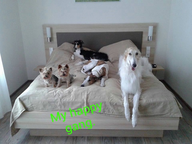 Go Go Bolshoi Jesse James - borzoi | My happy gang.