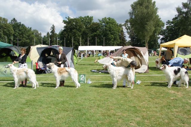 Go Go Bolshoi Jesse James - borzoi | The biggest sighthound show. I finished second in the class.