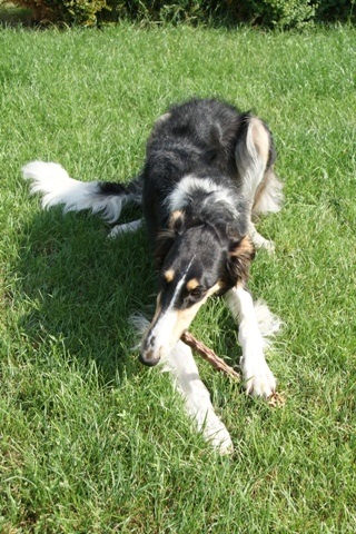 Ninochka's Bellet Blestka - borzoi | A little snacking.