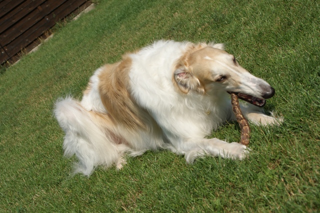 Go Go Bolshoi Jesse James - borzoi | A little snacking.