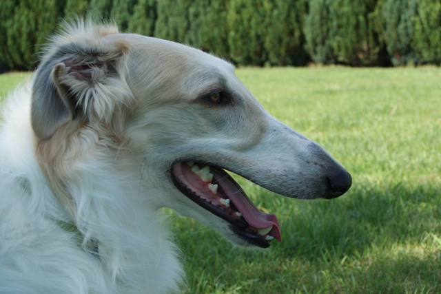 Go Go Bolshoi Jesse James - borzoi | Portrait.
