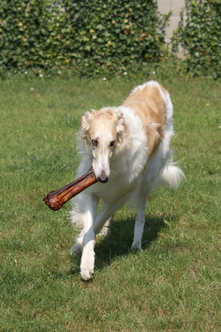 Go Go Bolshoi Jesse James - borzoi | Do not look for. I go to the left, with this, now.