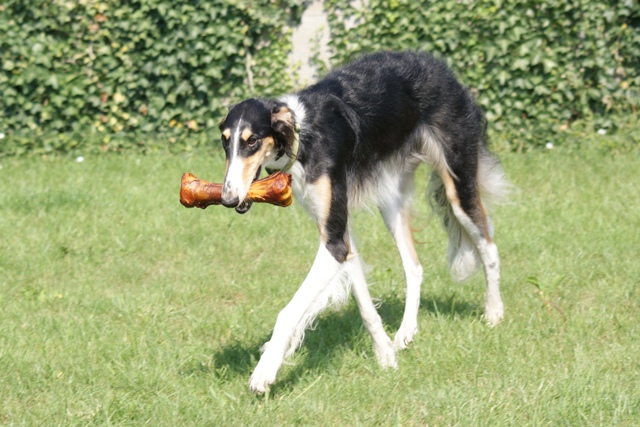 Ninochka's Bellet Blestka - borzoi | This truly delicious food.