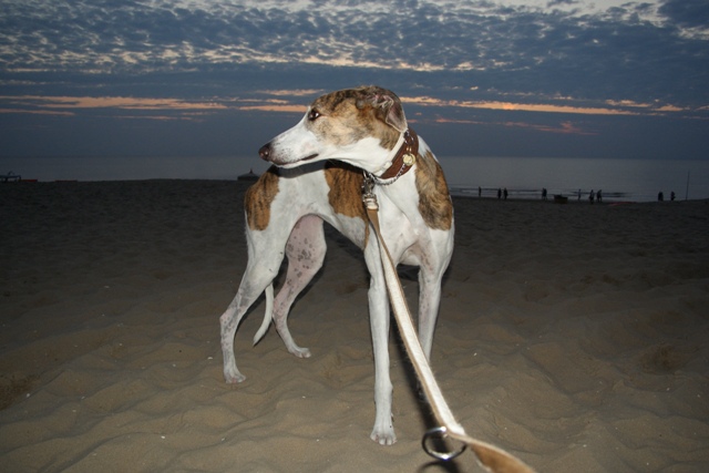 Pannoan-Oriental Álom - magyar agar | Long, very long beach where you can bathe with your owner.