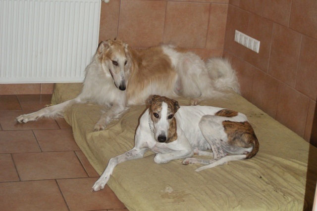 Go Go Bolshoi Jesse James - borzoi, magyar agár | Along with the best.