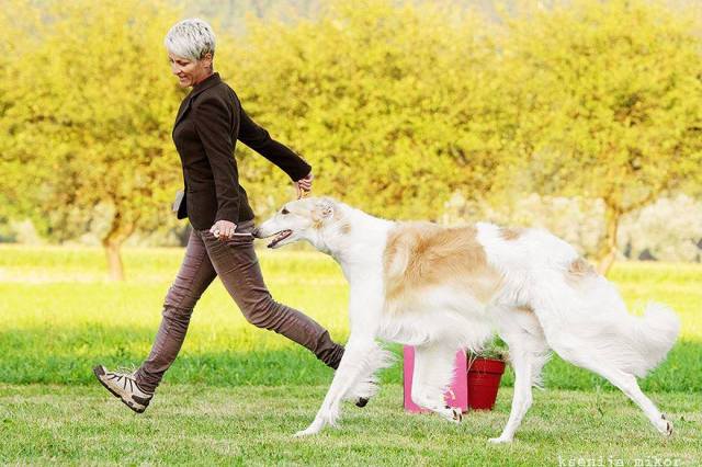 Go Go Bolshoi Jesse James - borzoi | We are together.