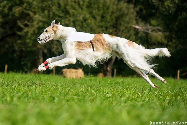 Go Go Bolshoi Jesse James - borzoi | Coursing competition. This weekend the result: beauty and performance winner.