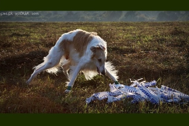 Go Go Bolshoi Jesse James - borzoi | I catch you!