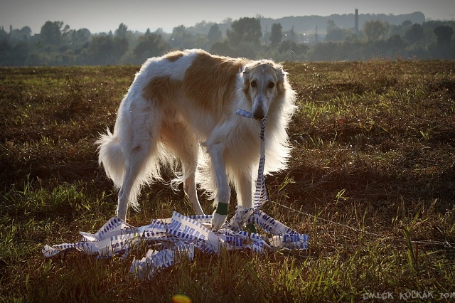 Go Go Bolshoi Jesse James - borzoi | Mine!