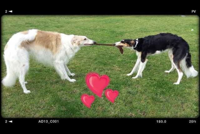 Go Go Bolshoi Jesse James - borzoi | Sock-fight.