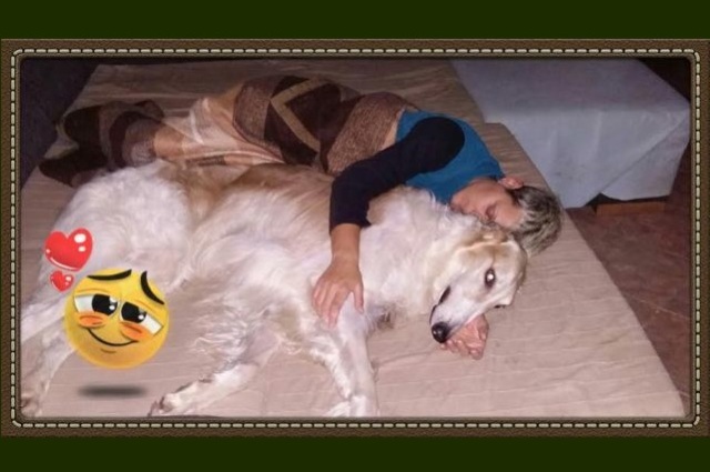 Go Go Bolshoi Jesse James - borzoi | Relax-time.