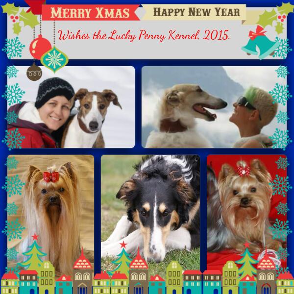 Go Go Bolshoi Jesse James - borzoi, magyar agar, yorkshire terrier | Merry Xmas - Happy New Year.