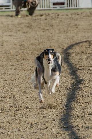 Ninochka's Bellet Blestka - borzoi | First on the track.