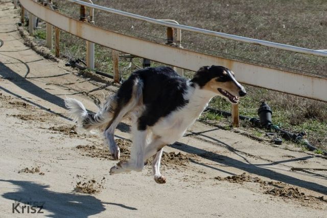 Ninochka's Bellet Blestka - borzoi | Happiness.