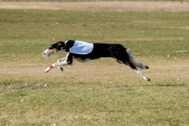 Ninochka's Bellet Blestka - borzoi | Bunny hunt.