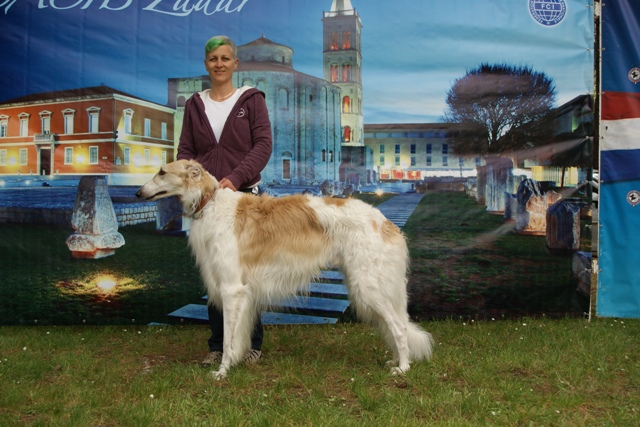 Go Go Bolshoi Jesse James - borzoi | We were in Zadar.