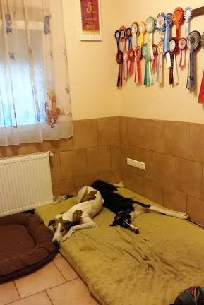 Ninochka's Bellet Blestka - borzoi, magyar agar | We rest.
