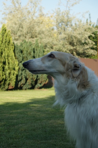 Go Go Bolshoi Jesse James - borzoi | I'm pretty?