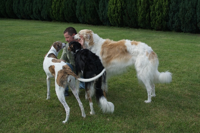 Go Go Bolshoi Jesse James - borzoi, magyar agár | Papi came home. Everybody is happy.