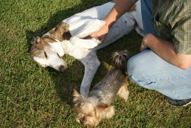 Pannon-Oriental Álom - magyar agar, yorkshire terrier | I receive some tummy caress.
