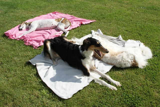 Go Go Bolshoi Jesse James - borzoi, magyar agár | Sunbathe.