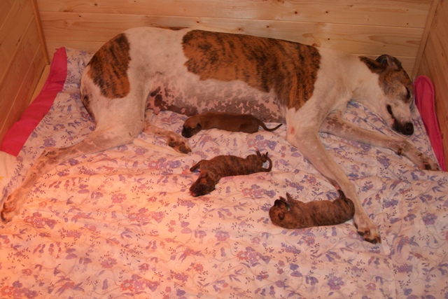 Lucky Penny Ámokfutó - magyar agár | We rest.