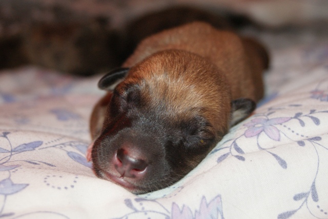 Lucky Penny Aranyifjú - magyar agár | I am sleeping.