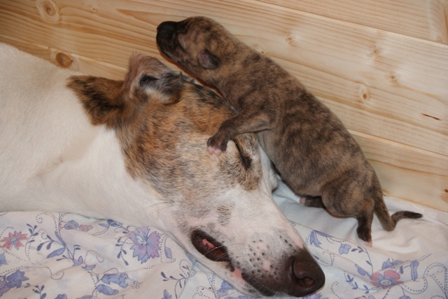 Lucky Penny Ámokfutó - magyar agár | I love my mom.