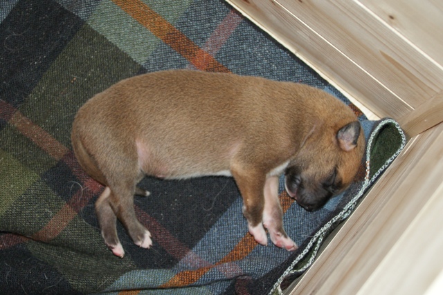 Lucky Penny Aranyifjú - magyar agár | I'm already five days old.