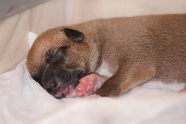 Lucky Penny Aranyifjú - magyar agár | I am seven days old.
