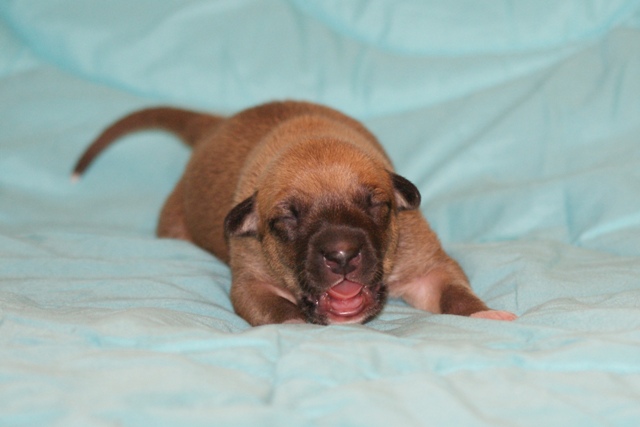 Lucky Penny Aranyifjú - magyar agár | Studio photo.