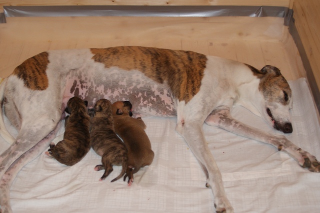 Lucky Penny Ámokfutó - magyar agár | My family.