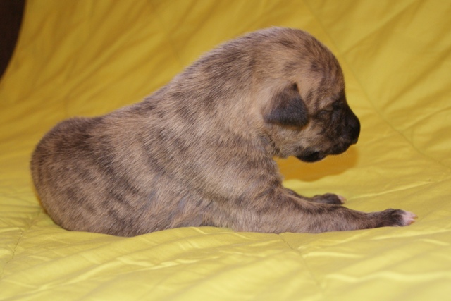 Lucky Penny Ámokfutó - magyar agár | I am so strong. I keep my little head already.