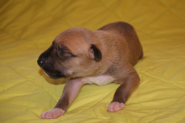 Lucky Penny Aranyifjú - magyar agár | I am so strong. I keep my little head already.