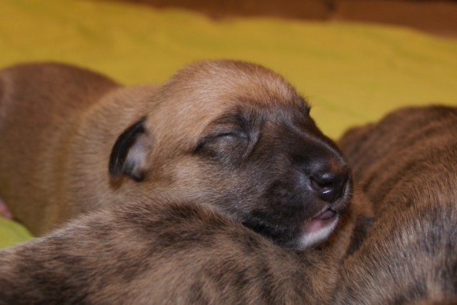 Lucky Penny Aranyifjú - magyar agár | I am cute.
