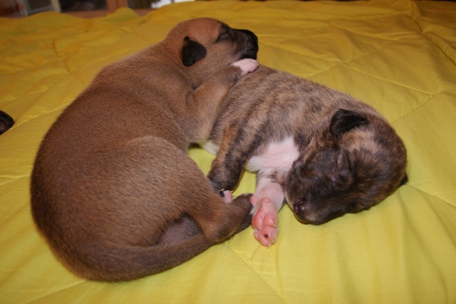 Lucky Penny Aranyifjú - magyar agár | Together they are always good.