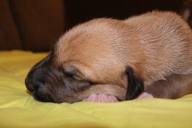 Lucky Penny Aranyifjú - magyar agár | I am sleeping.
