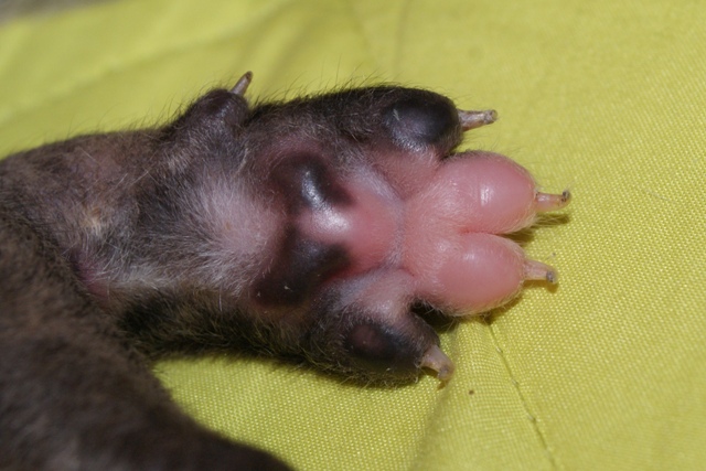 Lucky Penny Ámokfutó - magyar agár | My little paws.