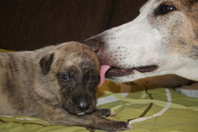 Lucky Penny Ámokfutó - magyar agár | I'm 17 days old with my mom.